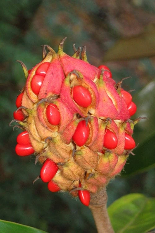 Victoria Cold Hardy Evergreen Magnolia - 7 Gallon Pot (3-4') 9 Victoria Cold Hardy Evergreen Magnolia - 7 Gallon Pot (3-4') - Image 7