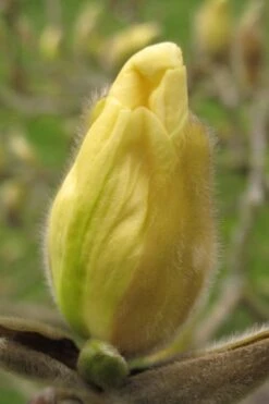 Elizabeth Magnolia (Tulip Tree) - 5 Gallon Pot -Plant Shop magnolia elizabeth 10