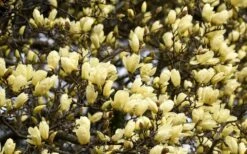 Elizabeth Magnolia (Tulip Tree) - 5 Gallon Pot -Plant Shop magnolia elizabeth 15