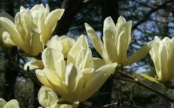 Elizabeth Magnolia (Tulip Tree) - 5 Gallon Pot -Plant Shop magnolia elizabeth 4