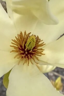 Elizabeth Magnolia (Tulip Tree) - 5 Gallon Pot -Plant Shop magnolia elizabeth 6