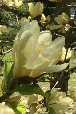 Elizabeth Magnolia (Tulip Tree) - 5 Gallon Pot -Plant Shop magnolia elizabeth 8