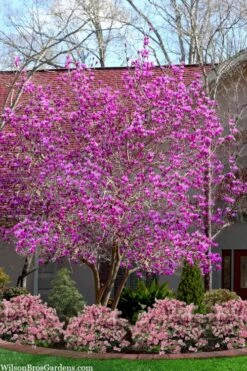 Jane Magnolia Tulip Tree - 7 Gallon Pot (3-4') -Plant Shop magnolia jane tulip tree 103 3