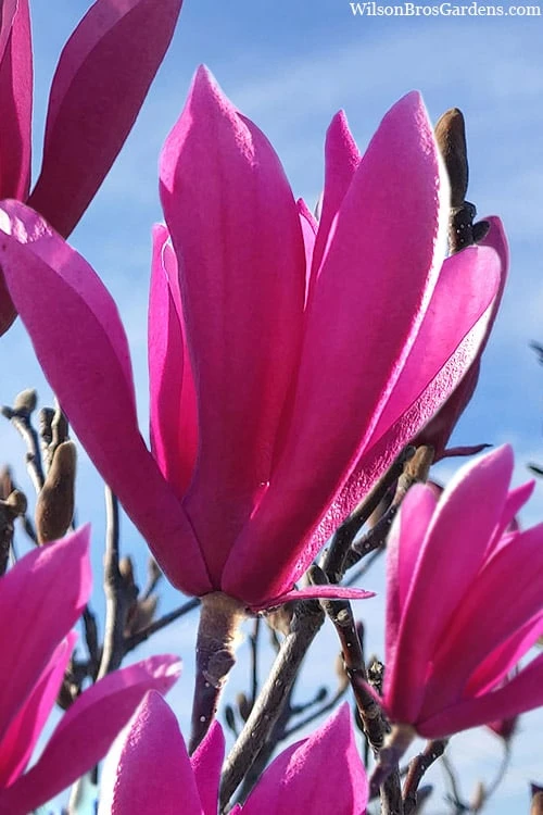 Jane Magnolia Tulip Tree - 7 Gallon Pot (4-5') 3 Jane Magnolia Tulip Tree - 7 Gallon Pot (4-5')