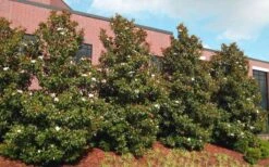 Little Gem Dwarf Southern Magnolia - 3 Gallon Pot (2.5-3.5') -Plant Shop magnolia little gem 11