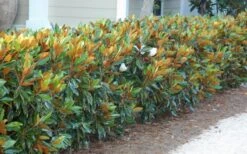 Little Gem Dwarf Southern Magnolia - 3 Gallon Pot (2.5-3.5') -Plant Shop magnolia little gem 12