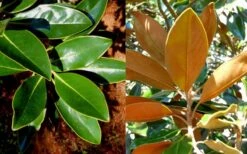 Little Gem Dwarf Southern Magnolia - 3 Gallon Pot (2.5-3.5') -Plant Shop magnolia little gem 16