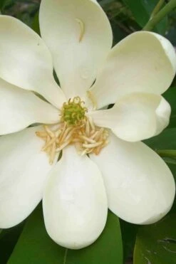 Moonglow Sweetbay Magnolia Tree (Magnolia Virginiana 'Jim Wilson') - 3 Gallon Pot -Plant Shop magnolia moonglow sweetbay flower