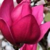 Pink Pyramid Magnolia (Tulip Tree) - 7 Gallon Pot 1 Pink Pyramid Magnolia (Tulip Tree) - 7 Gallon Pot -Plant Shop magnolia pink pyramid tulip tree 4