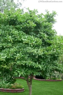 Leonard Messel Star Magnolia - 3 Gallon Pot -Plant Shop magnolia stellata 1