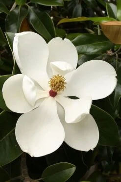 Teddy Bear Dwarf Southern Magnolia - 7 Gallon Pot (3-4') -Plant Shop magnolia teddy bear 3