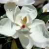 Victoria Cold Hardy Evergreen Magnolia - 7 Gallon Pot (3-4') 1 Victoria Cold Hardy Evergreen Magnolia - 7 Gallon Pot (3-4') -Plant Shop magnolia victoria 7