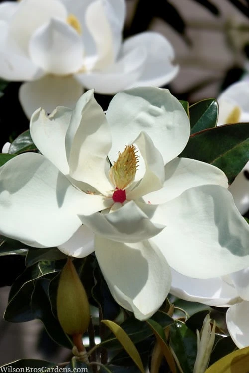 Victoria Cold Hardy Evergreen Magnolia - 7 Gallon Pot (3-4') 3 Victoria Cold Hardy Evergreen Magnolia - 7 Gallon Pot (3-4')