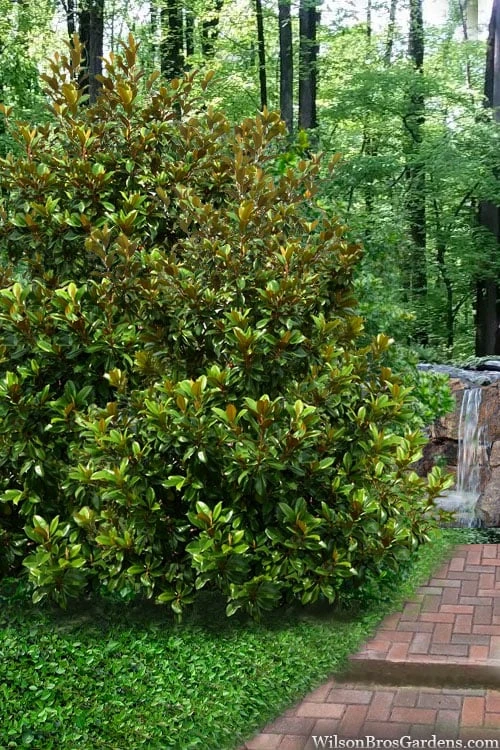 Victoria Cold Hardy Evergreen Magnolia - 7 Gallon Pot (3-4') 7 Victoria Cold Hardy Evergreen Magnolia - 7 Gallon Pot (3-4') - Image 5