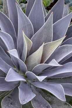 Lavender Lady Mangave - 1 Gallon Pot -Plant Shop mangave lavender lady 1