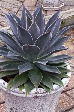 Lavender Lady Mangave - 1 Gallon Pot -Plant Shop mangave lavender lady 3