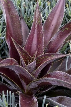 Mission To Mars Mangave - 1 Gallon Pot -Plant Shop mangave mission to mars 2