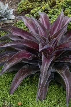 Mission To Mars Mangave - 1 Gallon Pot -Plant Shop mangave mission to mars 5