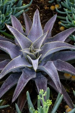 Purple People Eater Mangave - 1 Gallon Pot