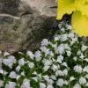 White Flowering Mazus - 18-Pack Of Pint Pots 1 White Flowering Mazus - 18-Pack Of Pint Pots -Plant Shop mazus reptans alba white 102 3