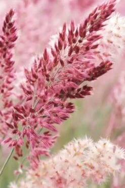 Savannah Ruby Grass (Melinus Nerviglumis) - 6 Pack Of 1 Gallon Pots -Plant Shop melinus nerviglumis ruby grass 1