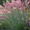 Savannah Ruby Grass (Melinus Nerviglumis) - 6 Pack Of 1 Gallon Pots -Plant Shop melinus nerviglumis ruby grass 6