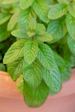 The Best Spearmint (Mentha Spicata 'Mint The Best)) - 6 Pack Of Pint Pots -Plant Shop mentha spicata mint the best spearmint 1