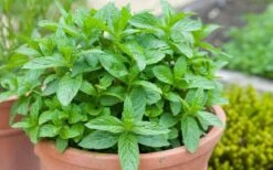 The Best Spearmint (Mentha Spicata 'Mint The Best)) - 6 Pack Of Pint Pots -Plant Shop mentha spicata mint the best spearmint 2