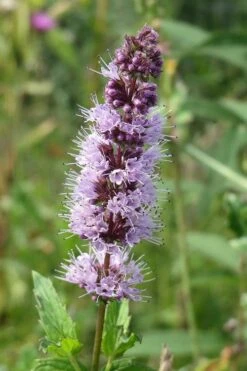 The Best Spearmint (Mentha Spicata 'Mint The Best)) - 6 Pack Of Pint Pots -Plant Shop mentha spicata mint the best spearmint 4