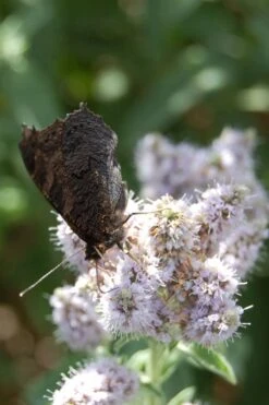 Mojito Mint Plant - 6 Pack Of Pint Pots -Plant Shop mentha x villosa mojito mint 4