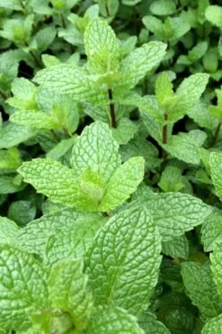 Mojito Mint Plant - 6 Pack Of Pint Pots -Plant Shop mentha x villosa mojito mint 6