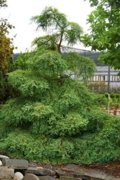 Miss Grace Weeping Dawn Redwood Tree (Metasequoia) - 3 Gallon Pot