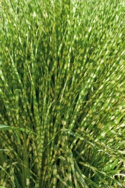 Gold Breeze Zebra Grass (Miscanthus) - 1 Gallon Pot 15 Gold Breeze Zebra Grass (Miscanthus) - 1 Gallon Pot -Plant Shop miscanthus gold breeze zebra grass 10