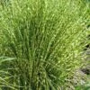 Gold Breeze Zebra Grass (Miscanthus) - 1 Gallon Pot -Plant Shop miscanthus gold breeze zebra grass 11