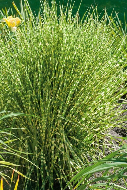 Gold Breeze Zebra Grass (Miscanthus) - 1 Gallon Pot 3 Gold Breeze Zebra Grass (Miscanthus) - 1 Gallon Pot