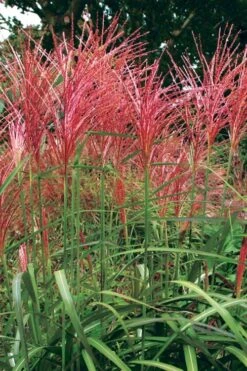 Flame Grass (Miscanthus 'Purpurascens') - 6 Pack Of 1 Gallon Pots 13 Flame Grass (Miscanthus 'Purpurascens') - 6 Pack Of 1 Gallon Pots -Plant Shop miscanthus purpurascens flame grass 1 1