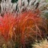 Flame Grass (Miscanthus 'Purpurascens') - 1 Gallon Pot -Plant Shop miscanthus purpurascens flame grass 10