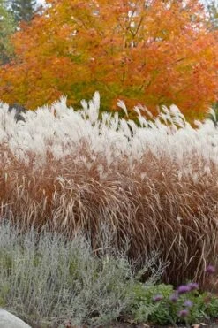 Flame Grass (Miscanthus 'Purpurascens') - 1 Gallon Pot -Plant Shop miscanthus purpurascens flame grass 4