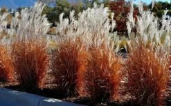 Flame Grass (Miscanthus 'Purpurascens') - 6 Pack Of 1 Gallon Pots 12 Flame Grass (Miscanthus 'Purpurascens') - 6 Pack Of 1 Gallon Pots -Plant Shop miscanthus purpurascens flame grass 5 1