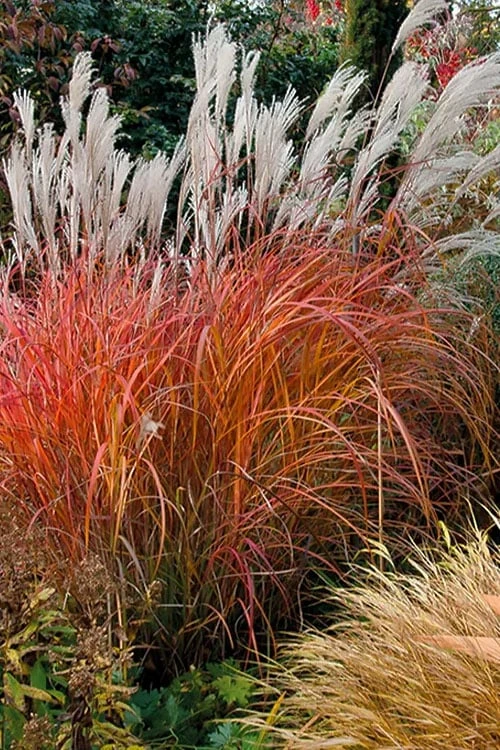 Flame Grass (Miscanthus 'Purpurascens') - 6 Pack Of 1 Gallon Pots 3 Flame Grass (Miscanthus 'Purpurascens') - 6 Pack Of 1 Gallon Pots