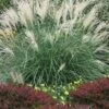 Little Kitten Dwarf Maiden Grass - Miscanthus Sinensis - 6 Pack Of 1 Gallon Pots -Plant Shop miscanthus sinensis little kitten maiden grass 1