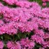 Bubblegum Blast Bee Balm (Monarda) - 1 Gallon Pot -Plant Shop monarda bubblegum blast pink bee balm 1