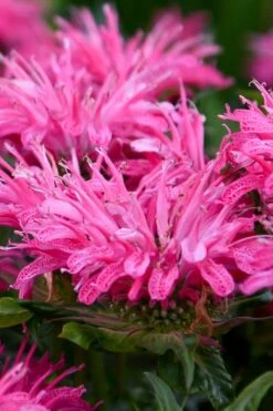 Bubblegum Blast Bee Balm (Monarda) - 1 Gallon Pot -Plant Shop monarda bubblegum blast pink bee balm 2