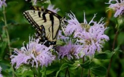 Wild Bergamot Bee Balm (Monarda Fistulosa) - 5 Pack Of Quart Pots -Plant Shop monarda fistulosa wild bergamont bee balm 11