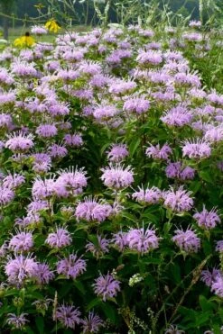 Wild Bergamot Bee Balm (Monarda Fistulosa) - 5 Pack Of Quart Pots -Plant Shop monarda fistulosa wild bergamont bee balm 16