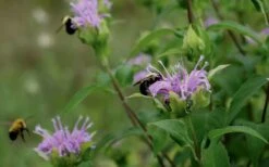 Wild Bergamot Bee Balm (Monarda Fistulosa) - 5 Pack Of Quart Pots -Plant Shop monarda fistulosa wild bergamont bee balm 17
