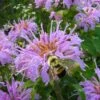 Wild Bergamot Bee Balm (Monarda Fistulosa) - 5 Pack Of Quart Pots 1 Wild Bergamot Bee Balm (Monarda Fistulosa) - 5 Pack Of Quart Pots -Plant Shop monarda fistulosa wild bergamont bee balm 18