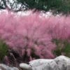 Pink Muhly Grass - Cotton Candy Grass - 3 Gallon Pot -Plant Shop muhlenbergia capillaris pink muhly cotton candy grass 202 1