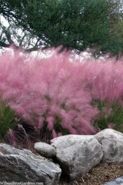 Pink Muhly Grass - Cotton Candy Grass - 1 Gallon Pot 18 Pink Muhly Grass - Cotton Candy Grass - 1 Gallon Pot -Plant Shop muhlenbergia capillaris pink muhly cotton candy grass 202 2