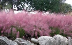 Pink Muhly Grass (Cotton Candy Grass) - 32 Pack Of 1 Gallon Pots -Plant Shop muhlenbergia capillaris pink muhly cotton candy grass 204 3